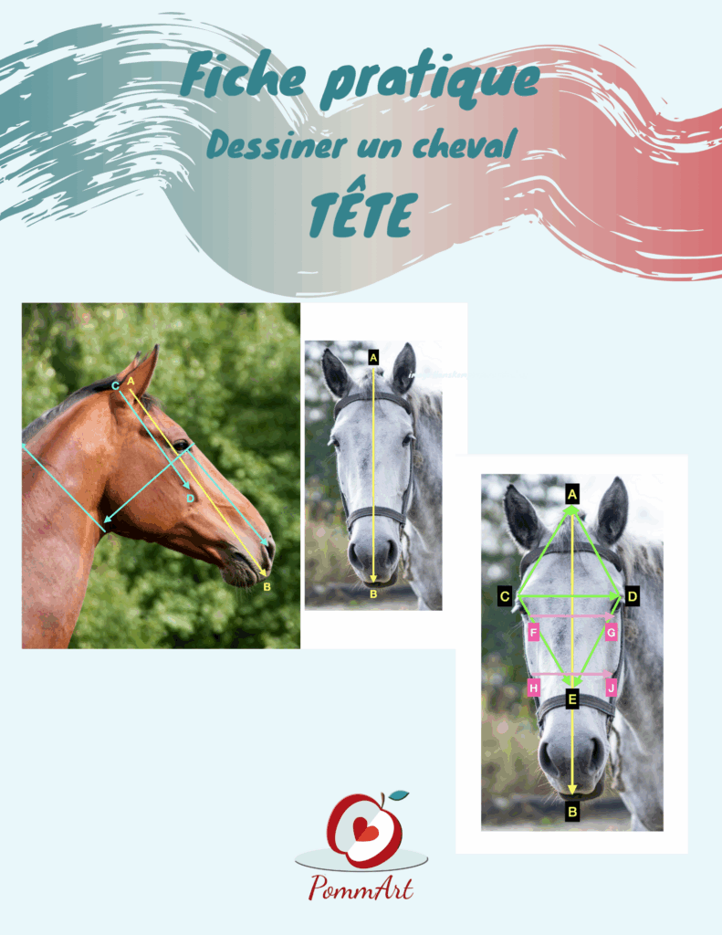 Aide-mémoire pour dessiner la tête d'un cheval