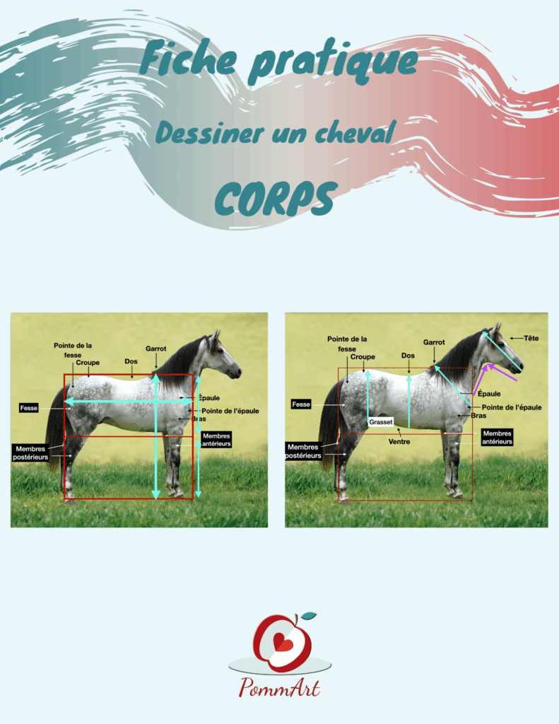 Aide-mémoire pour dessiner le corps d'un cheval