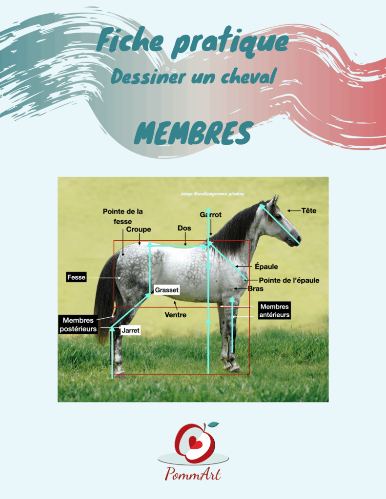 Proportions pour dessiner les membres de ton cheval